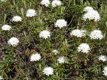 Болотные цветы