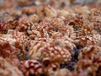 Натюрморт из шишек