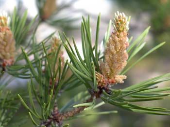 Молодые побеги сосны