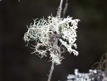 Болотная растительность