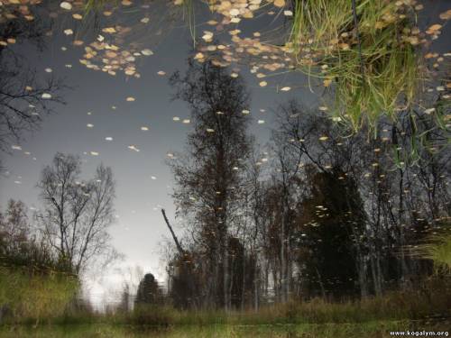 Зеркальное отражение