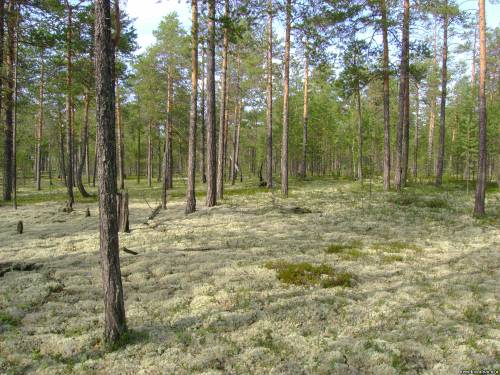 Старое стойбище 3