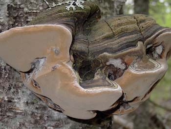 Древесный гриб