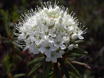 Болотные цветы