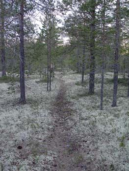 Лесная тропинка