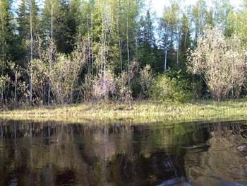 На берегу старицы