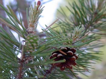 Симпатичная шишка