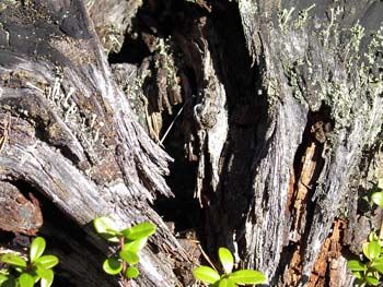 Сухие корни