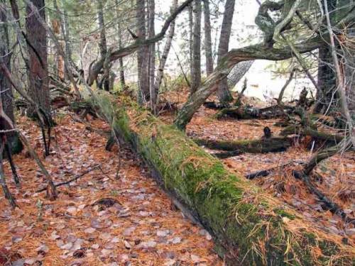 Старое дерево