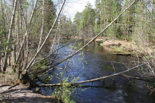 На стремнине