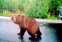  2024 медведь в Когалыме - Горячие темы